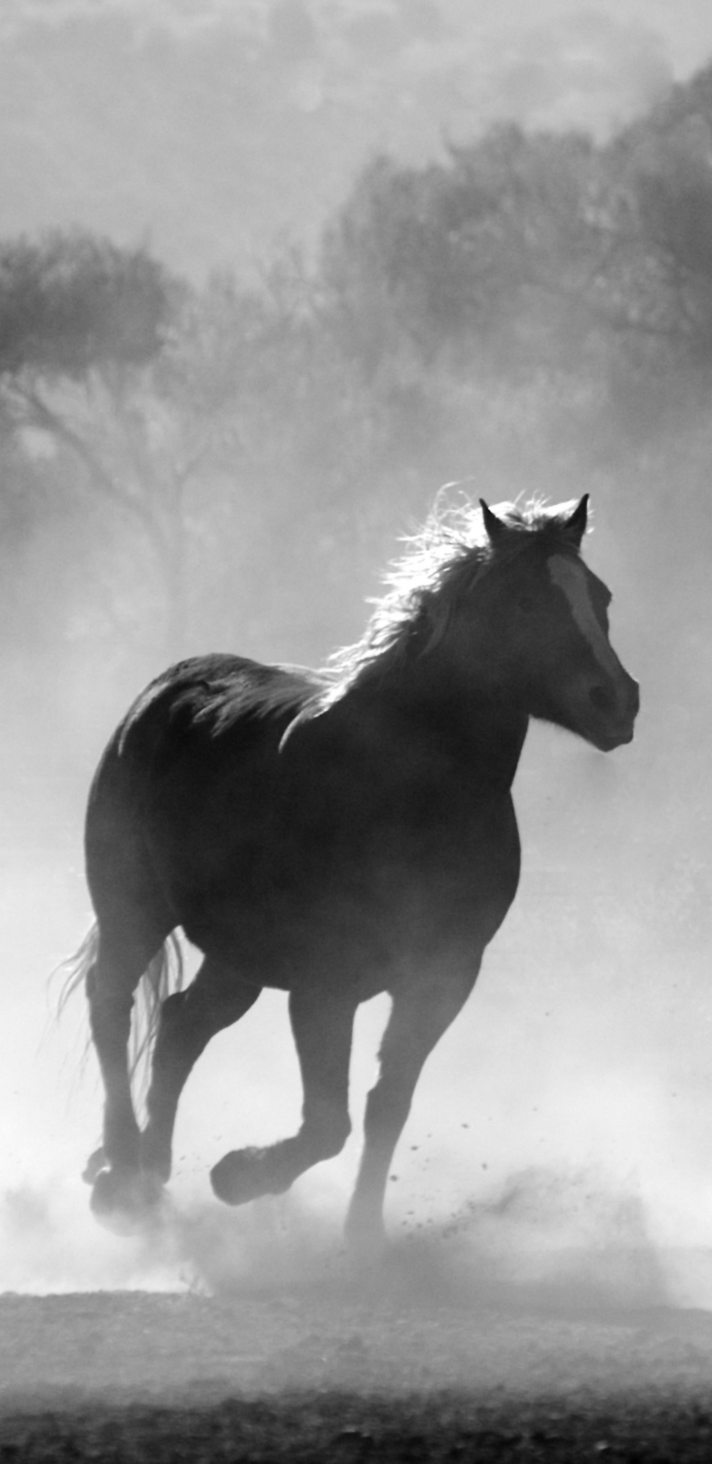 2 Chevaux Courant Sur le Terrain. Wallpaper in 1440x2960 Resolution