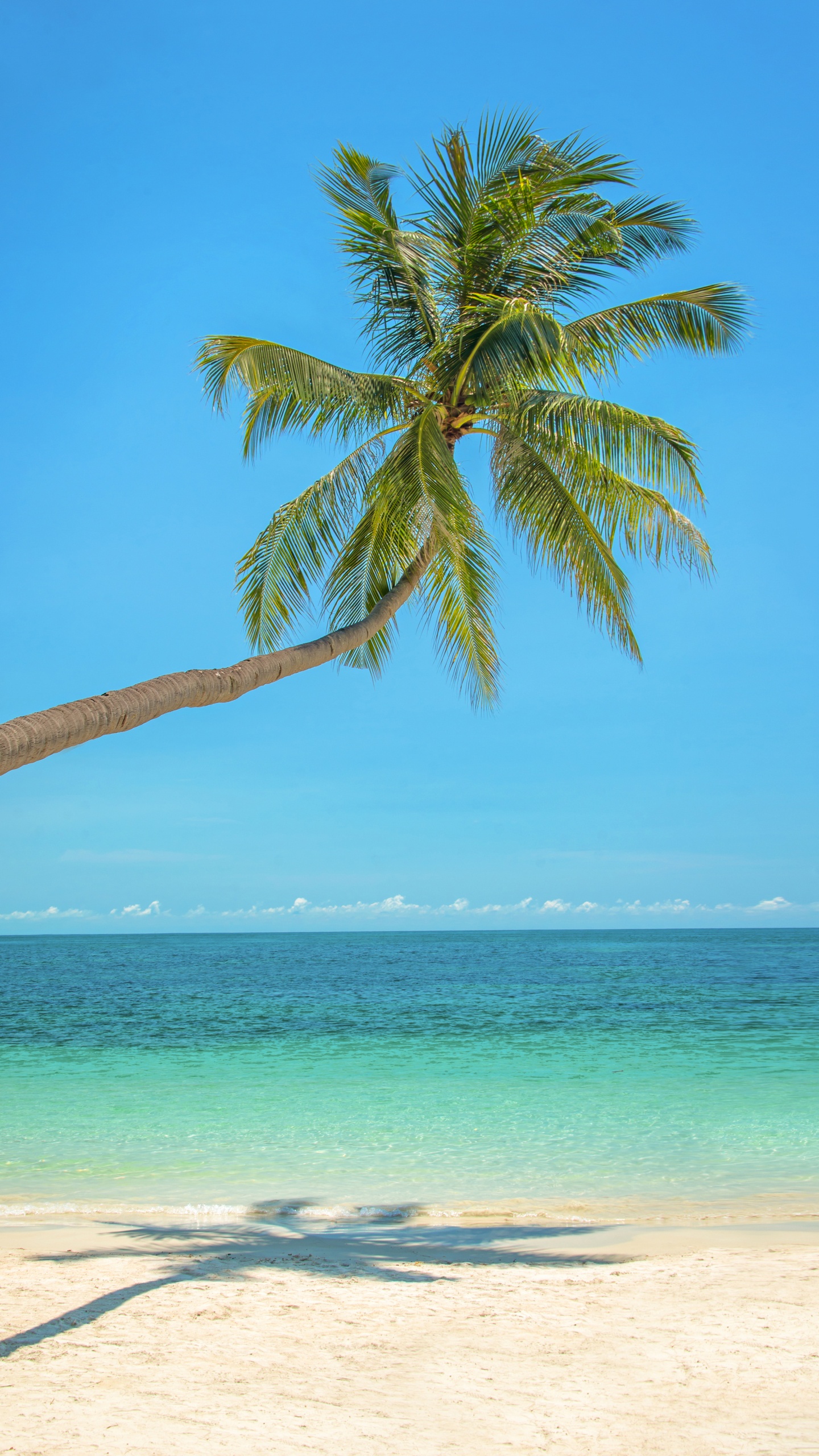 Palmera Verde en la Playa Durante el Día. Wallpaper in 1440x2560 Resolution