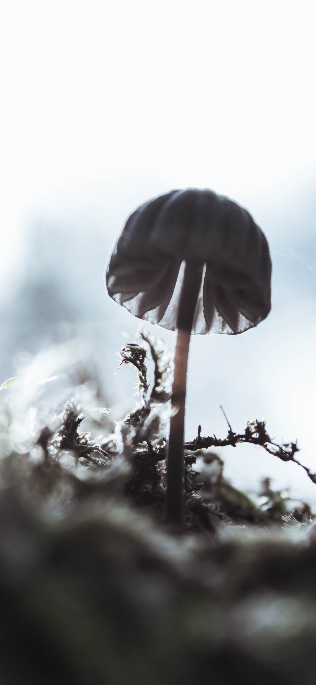 Close Up, Water, Tree, Plant Stem, Plant. Wallpaper in 1242x2688 Resolution