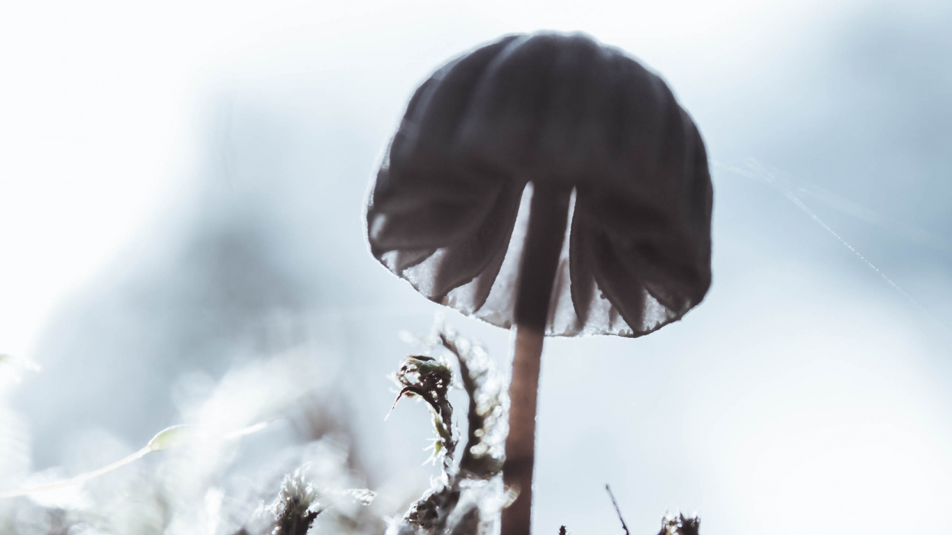 Close Up, Water, Tree, Plant Stem, Plant. Wallpaper in 1366x768 Resolution