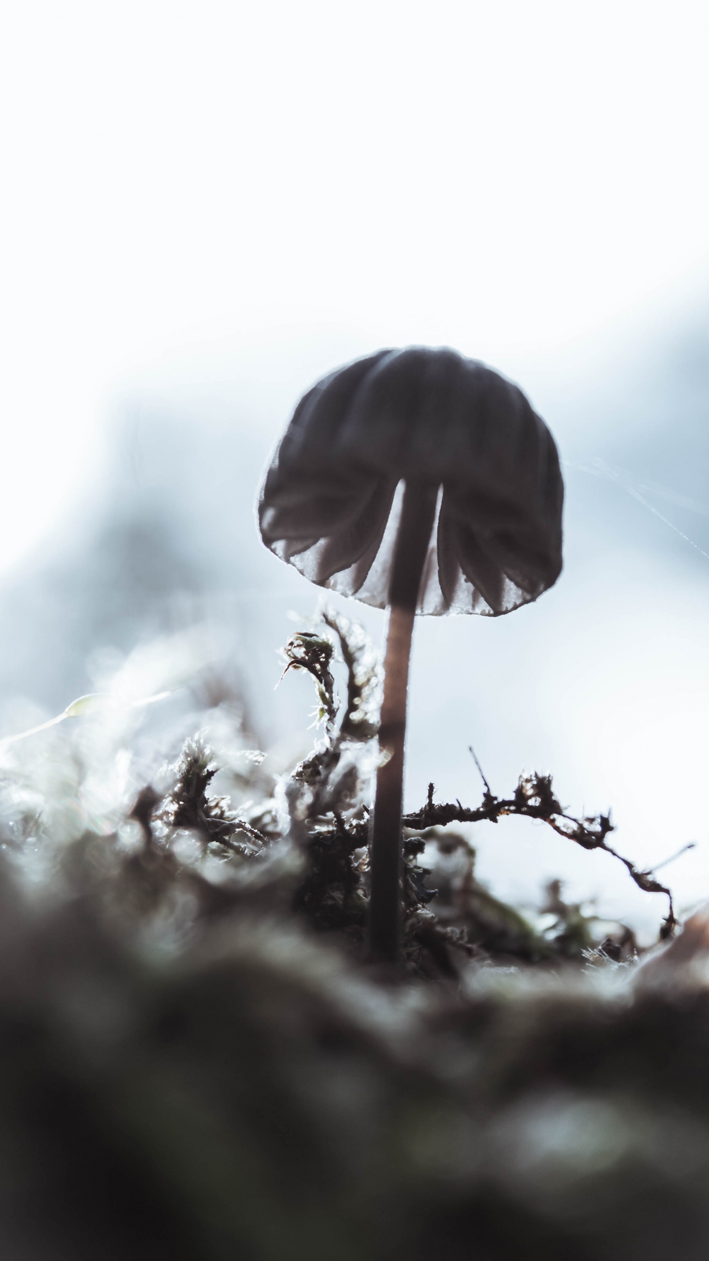 Close Up, Water, Tree, Plant Stem, Plant. Wallpaper in 1440x2560 Resolution