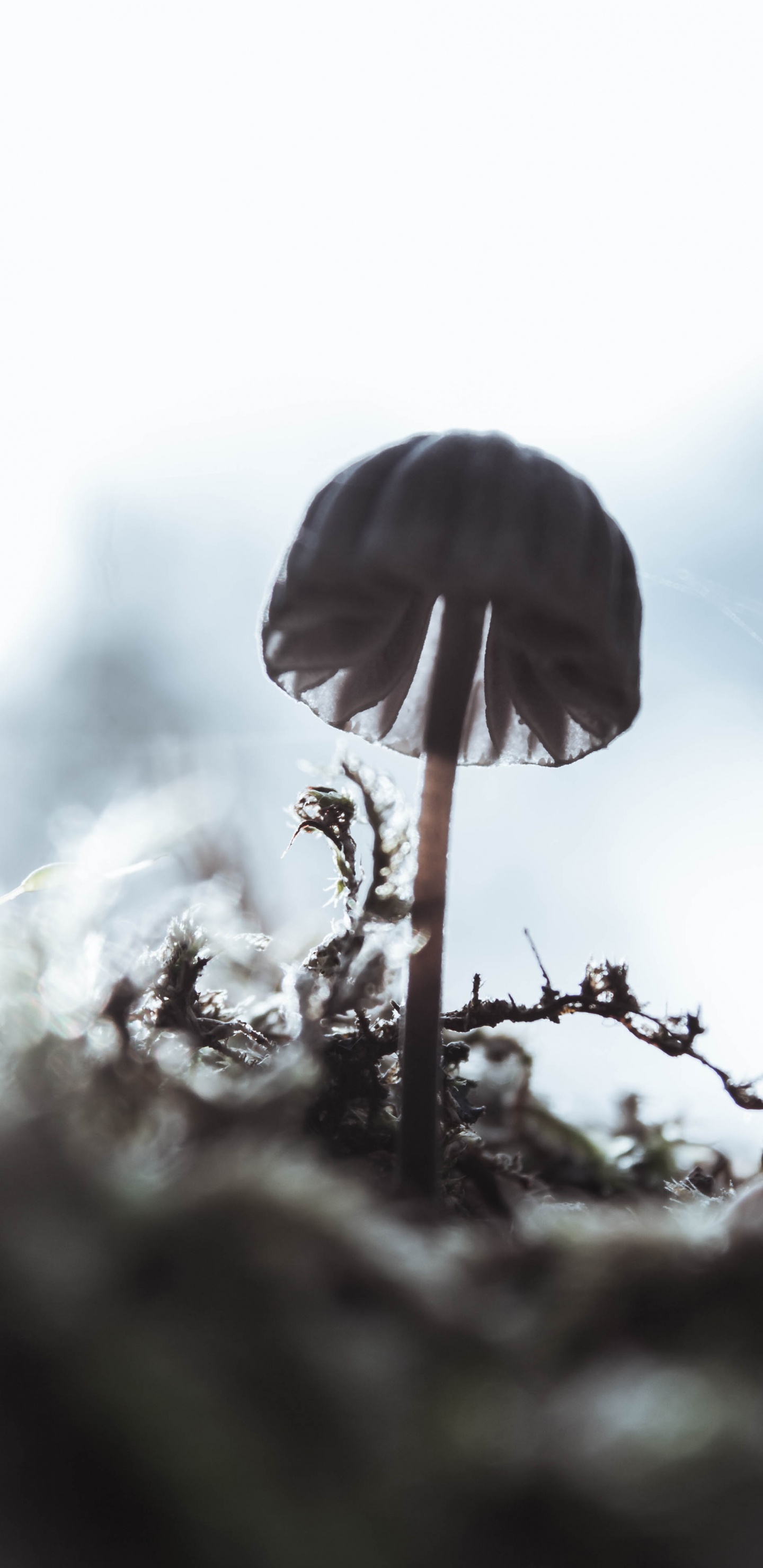 Close Up, Water, Tree, Plant Stem, Plant. Wallpaper in 1440x2960 Resolution