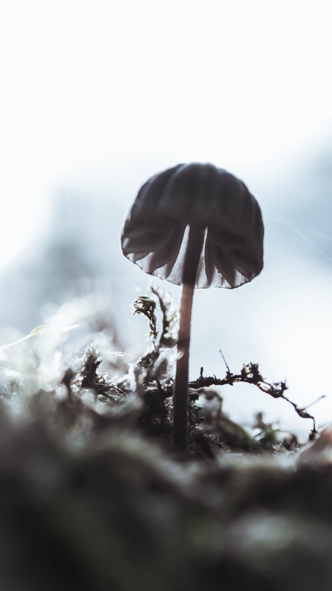 关闭了, 植物干, 天空, 黑色 白色 - M, 黑色和白色的 壁纸 1080x1920 允许