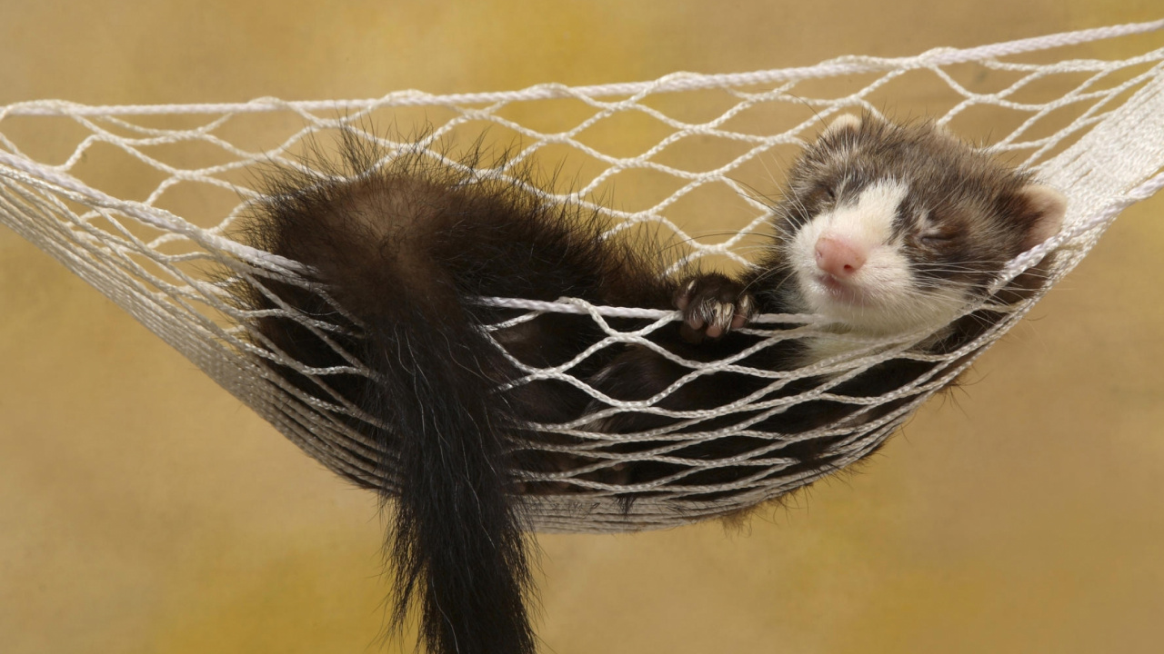 White and Black Rodent on Yellow and Black Textile. Wallpaper in 1280x720 Resolution