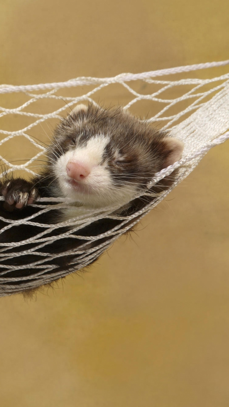 White and Black Rodent on Yellow and Black Textile. Wallpaper in 750x1334 Resolution