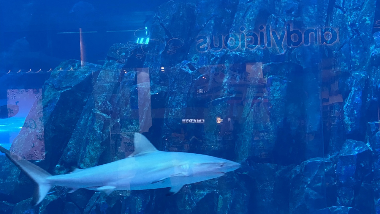 Marine Biology, Water, Fluid, Underwater, Liquid. Wallpaper in 1280x720 Resolution