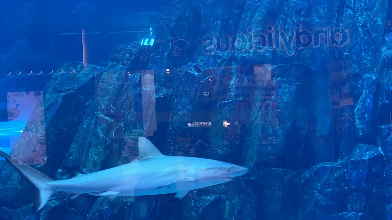 Marine Biology, Water, Fluid, Underwater, Liquid. Wallpaper in 1366x768 Resolution