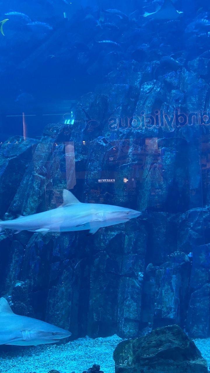 Marine Biology, Water, Fluid, Underwater, Liquid. Wallpaper in 720x1280 Resolution