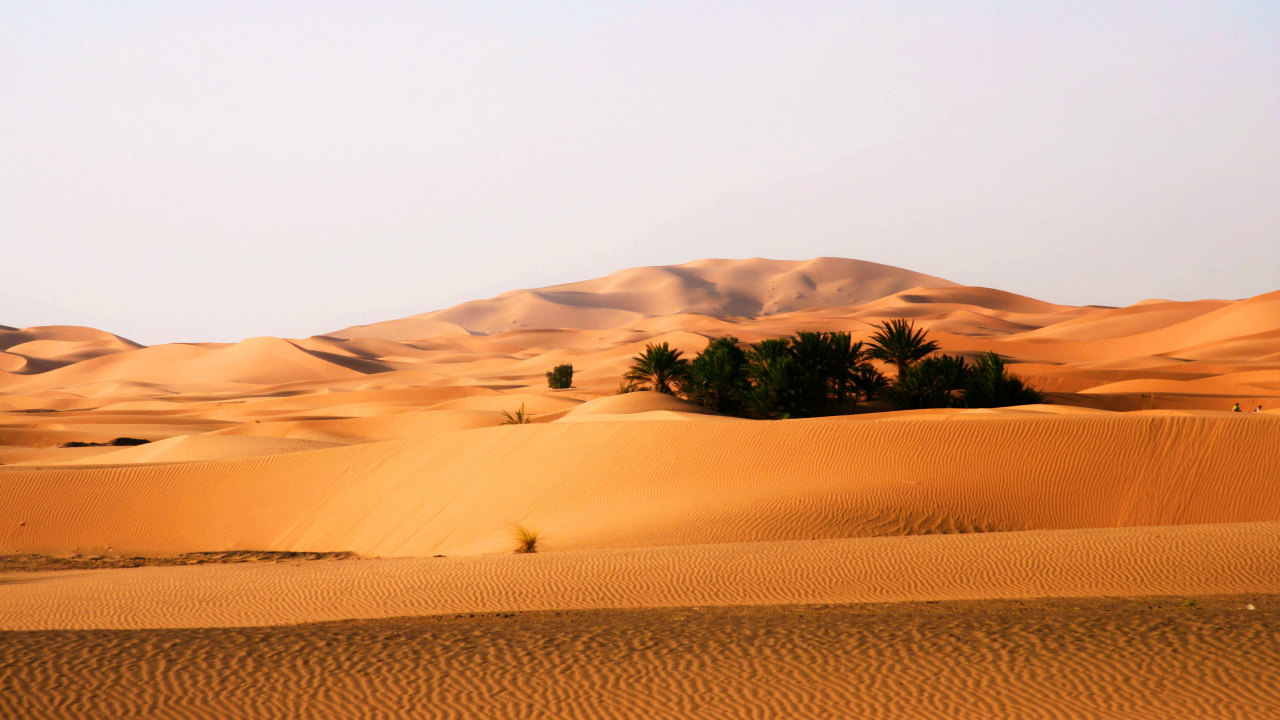 Green Tree on Brown Sand. Wallpaper in 1280x720 Resolution