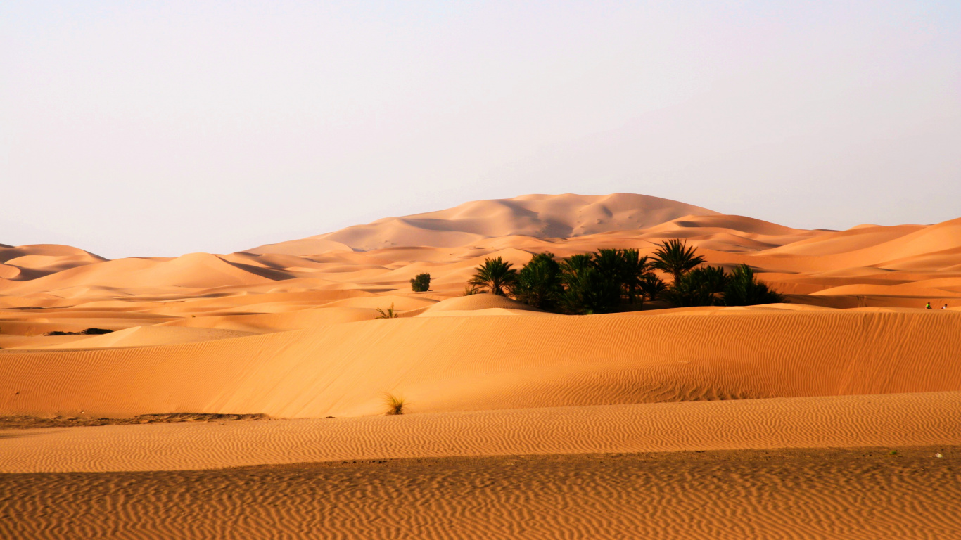 Green Tree on Brown Sand. Wallpaper in 1366x768 Resolution