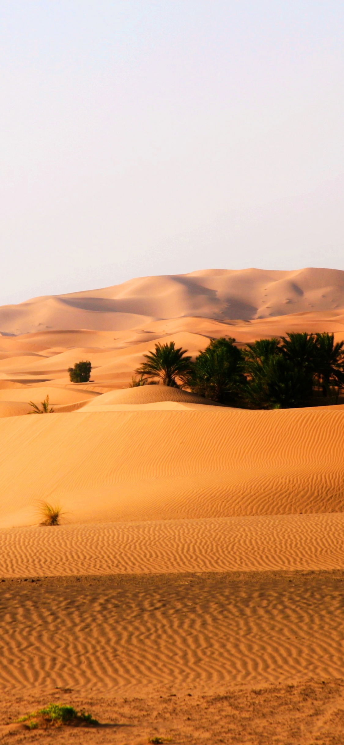 Arbre Vert Sur Sable Brun. Wallpaper in 1125x2436 Resolution