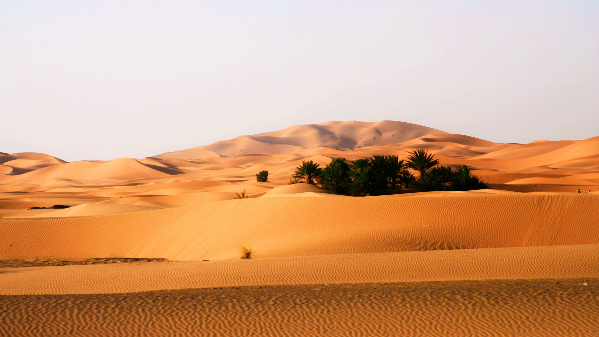 Arbre Vert Sur Sable Brun. Wallpaper in 1920x1080 Resolution