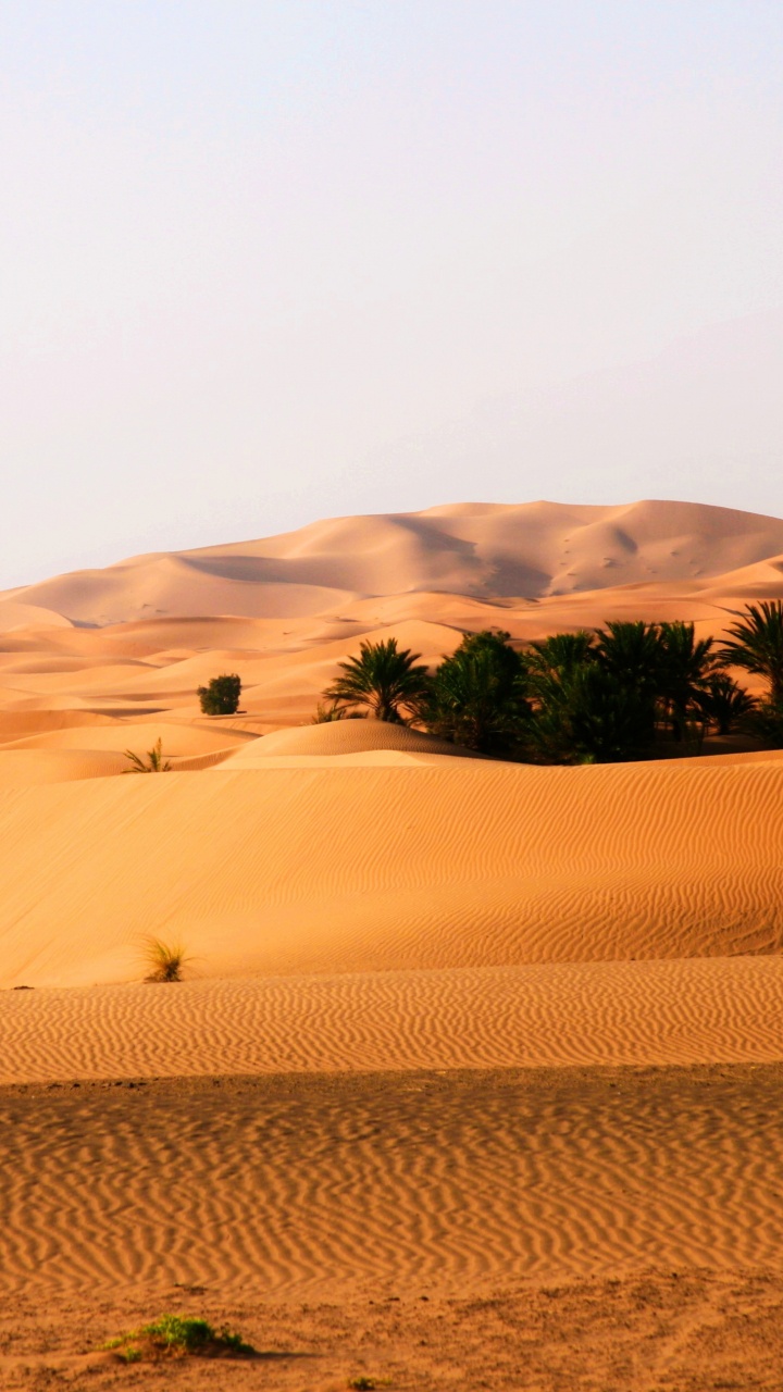 Arbre Vert Sur Sable Brun. Wallpaper in 720x1280 Resolution