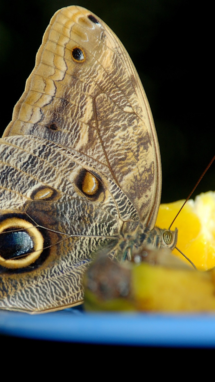 Brown and White Butterfly on Yellow Flower. Wallpaper in 750x1334 Resolution