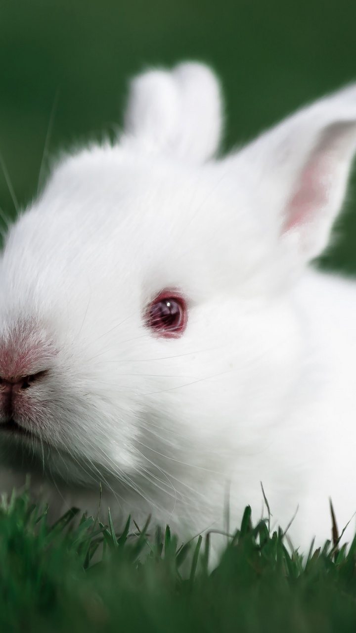 Lapin Blanc Sur L'herbe Verte Pendant la Journée. Wallpaper in 720x1280 Resolution