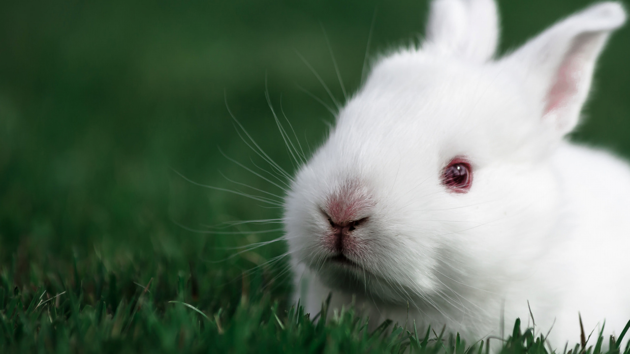 White Rabbit on Green Grass During Daytime. Wallpaper in 1280x720 Resolution