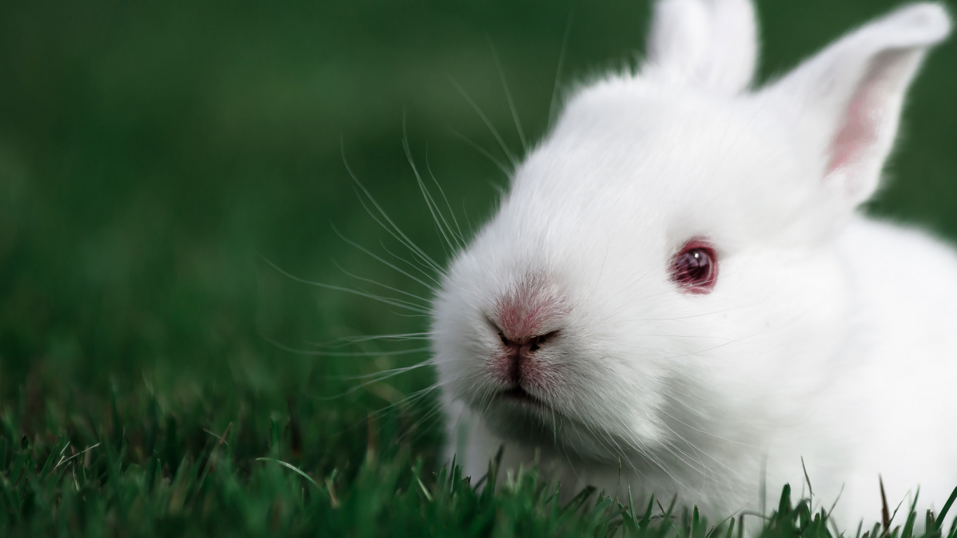 White Rabbit on Green Grass During Daytime. Wallpaper in 1366x768 Resolution