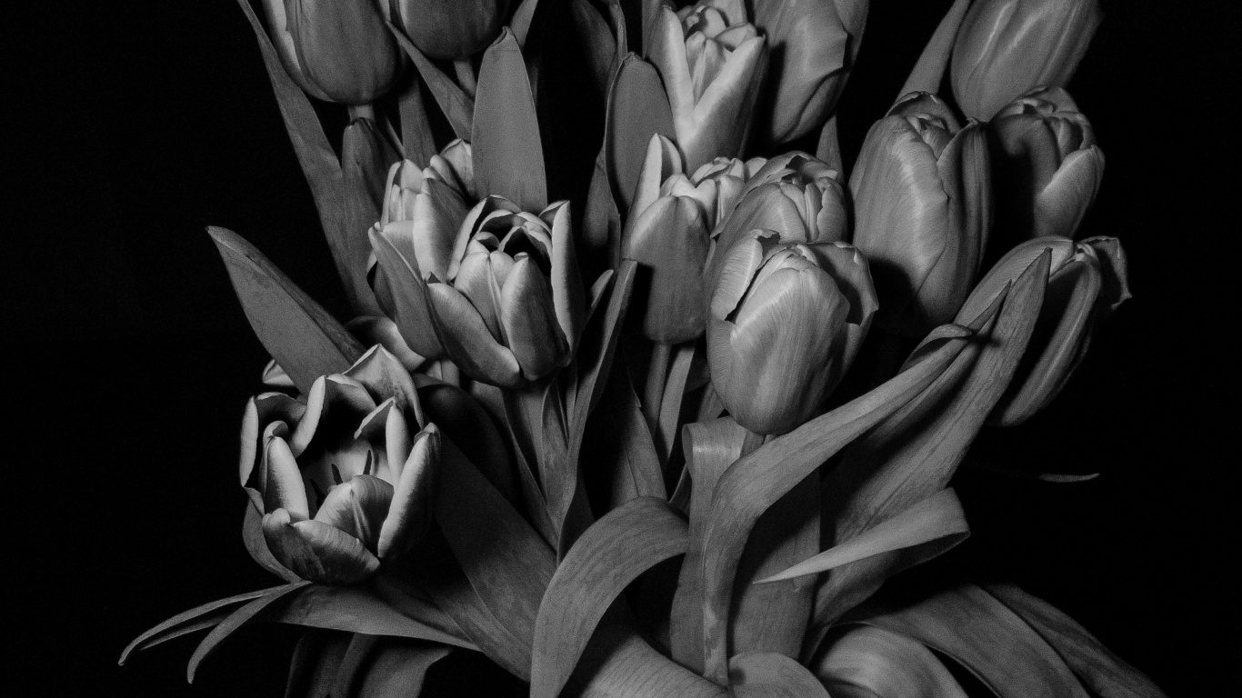 Photo en Niveaux de Gris de Tulipes en Fleurs. Wallpaper in 1366x768 Resolution