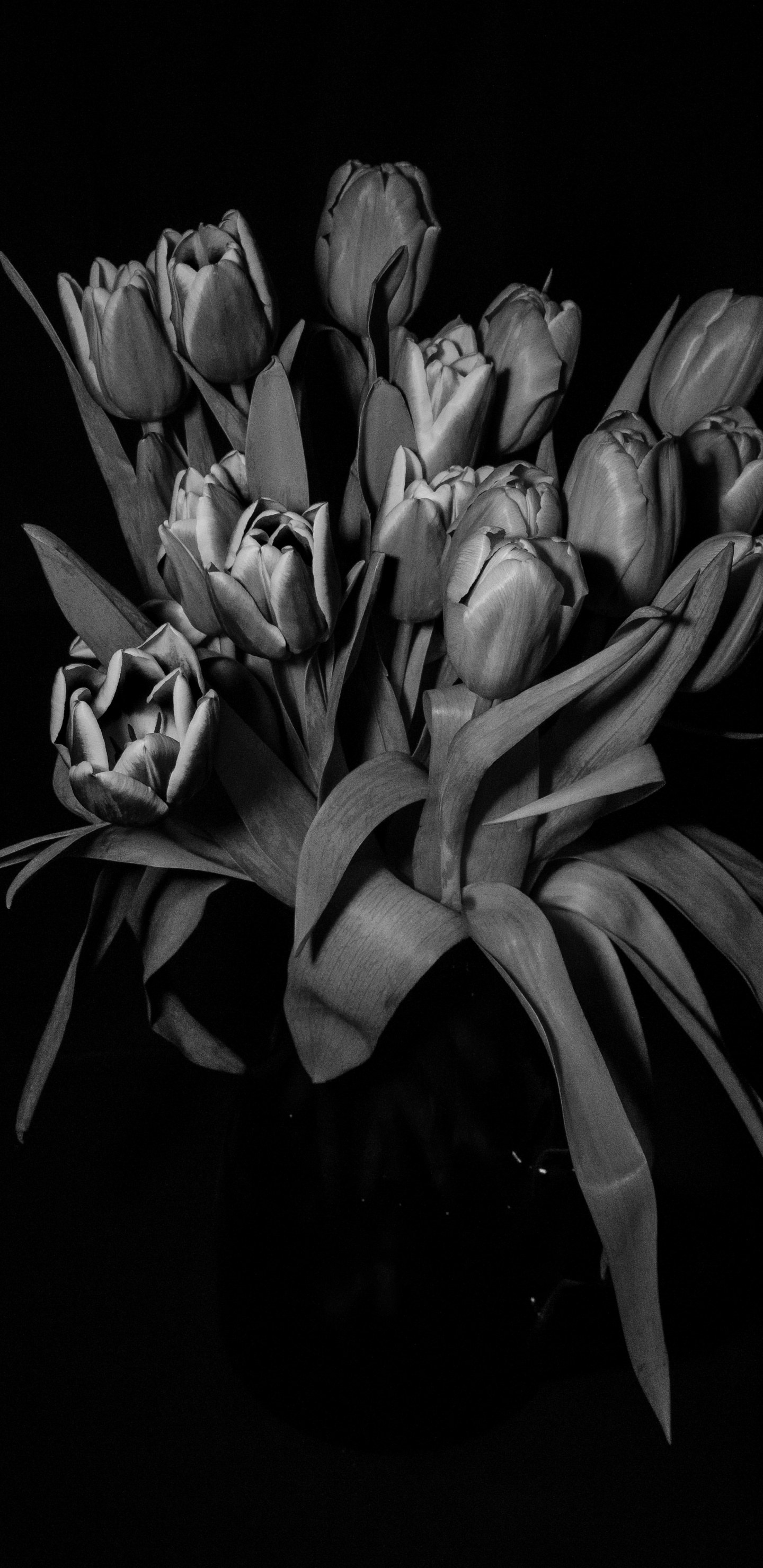 Photo en Niveaux de Gris de Tulipes en Fleurs. Wallpaper in 1440x2960 Resolution