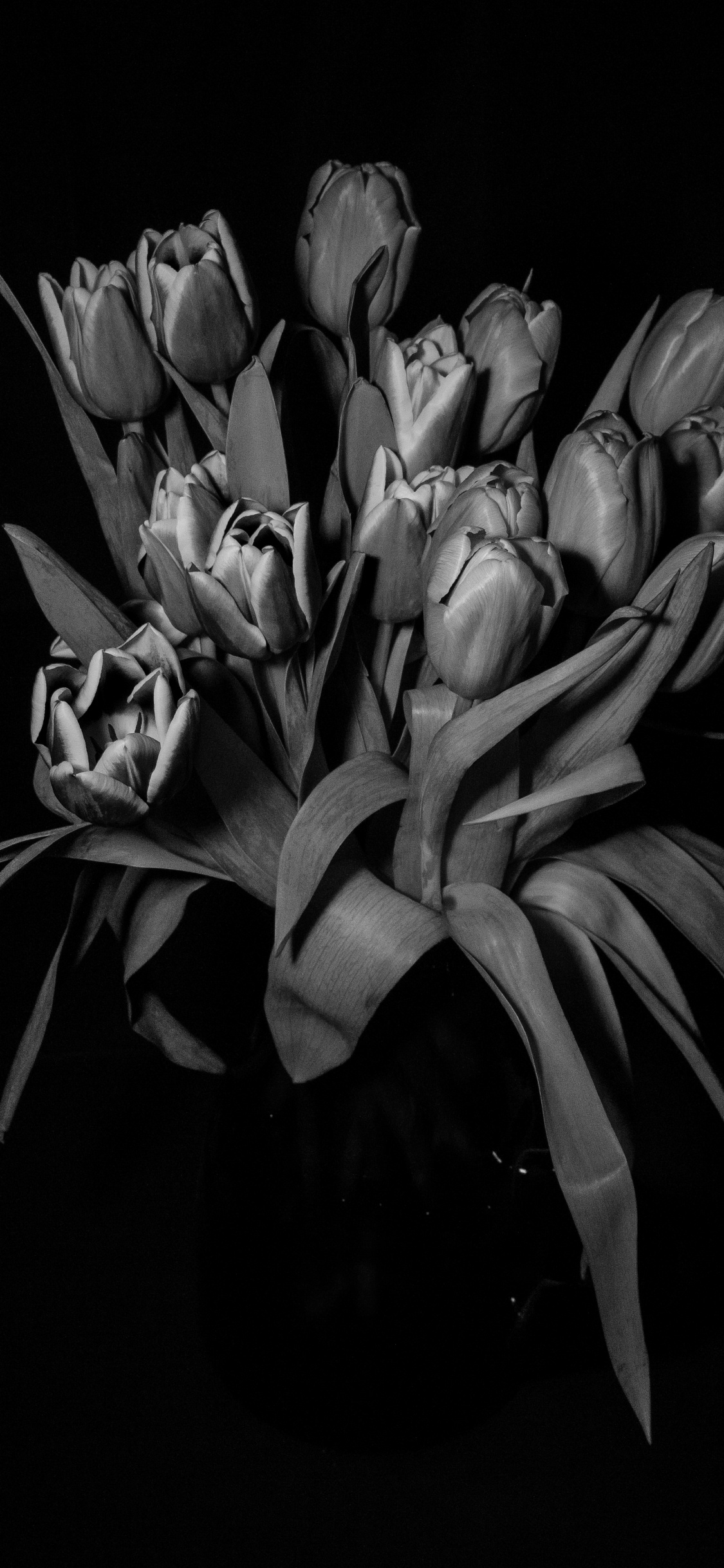 Grayscale Photo of Tulips in Bloom. Wallpaper in 1125x2436 Resolution