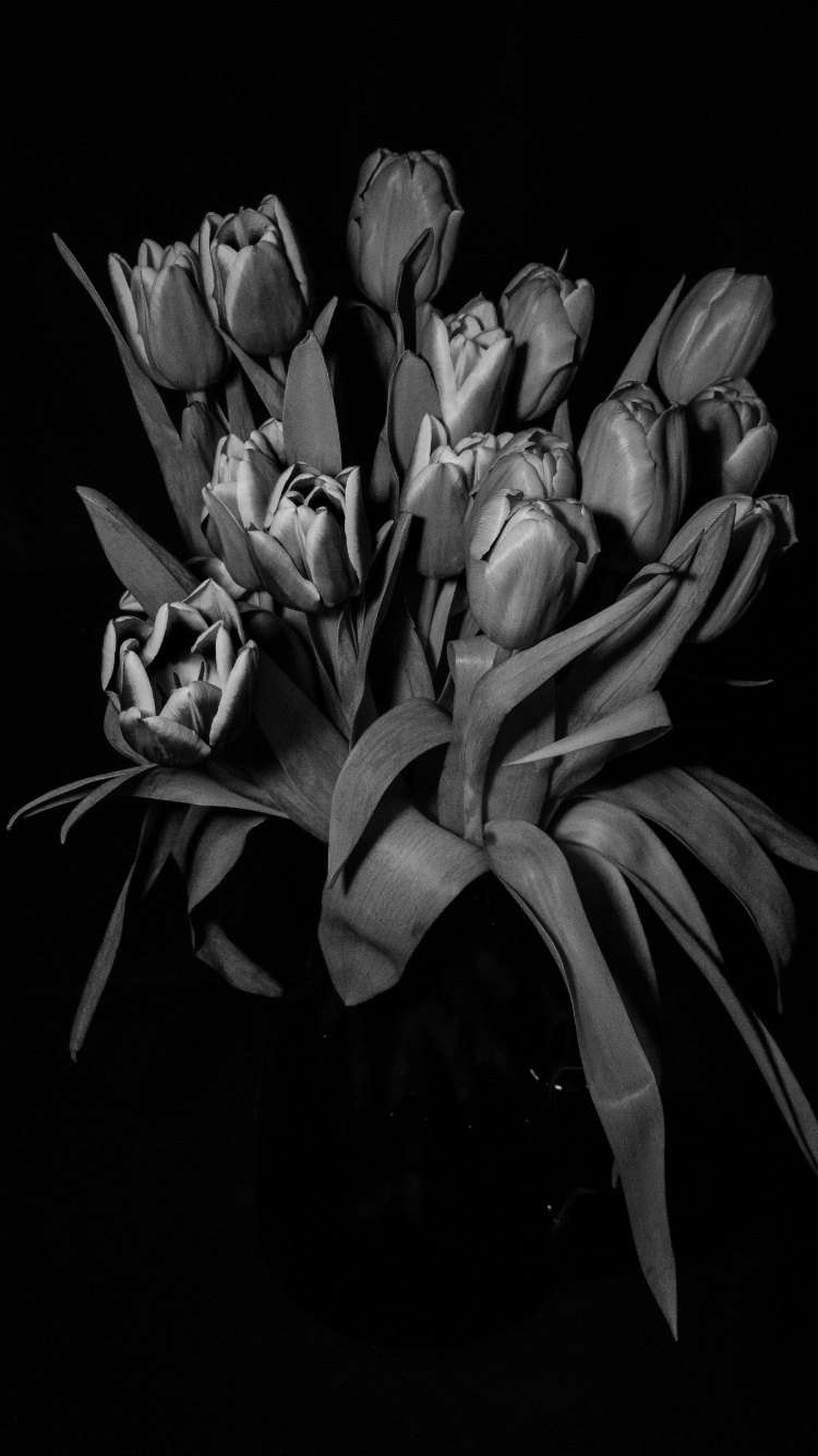 Grayscale Photo of Tulips in Bloom. Wallpaper in 750x1334 Resolution