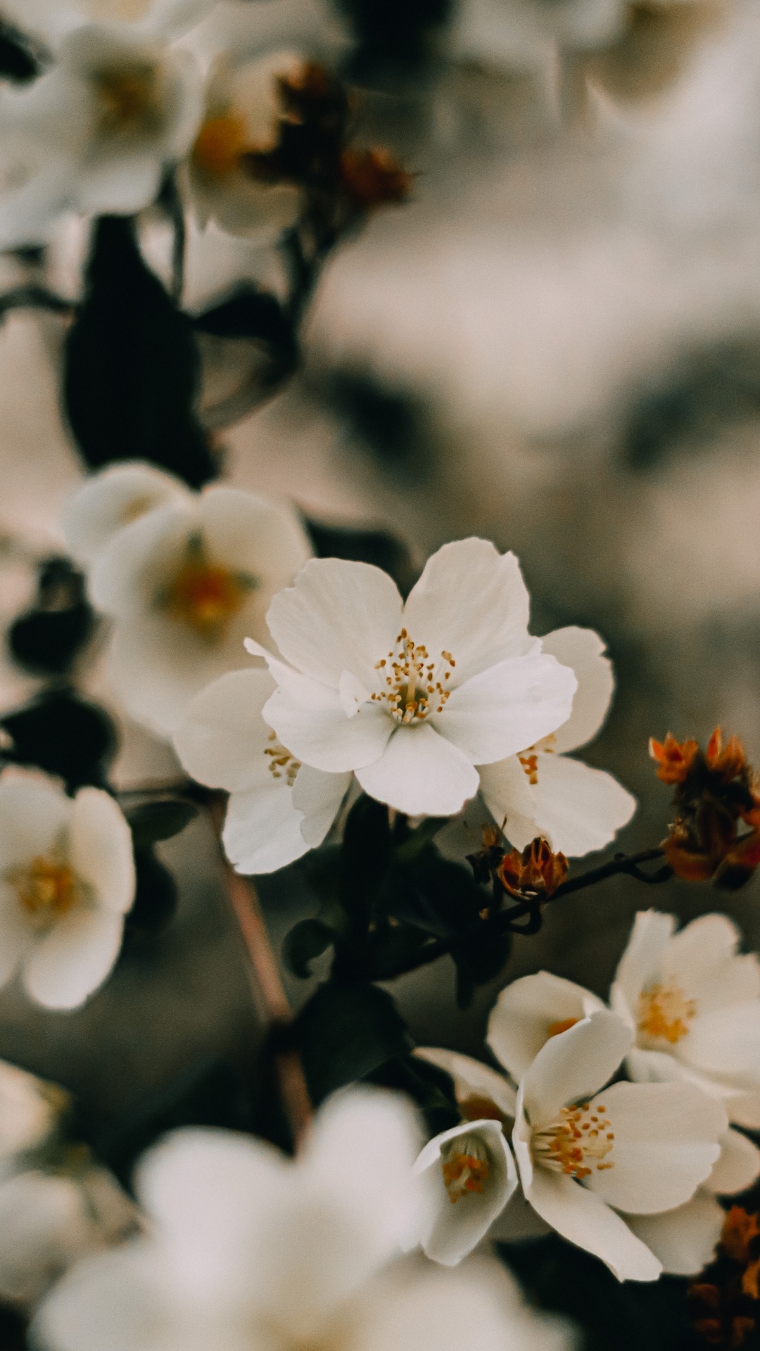 Kirschblüte, Psalm 111, Psalm 103, Branch, Blütenblatt. Wallpaper in 1080x1920 Resolution