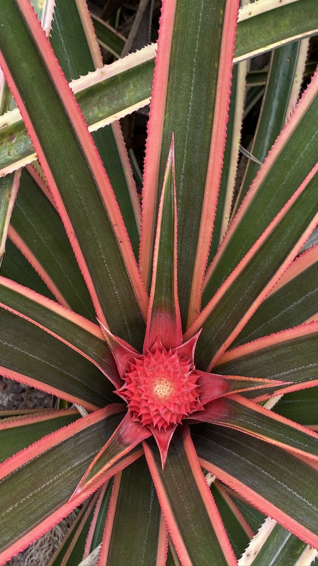 Flora, Blatt, Pflanzen-Stammzellen, Bromelien, Natur. Wallpaper in 1080x1920 Resolution