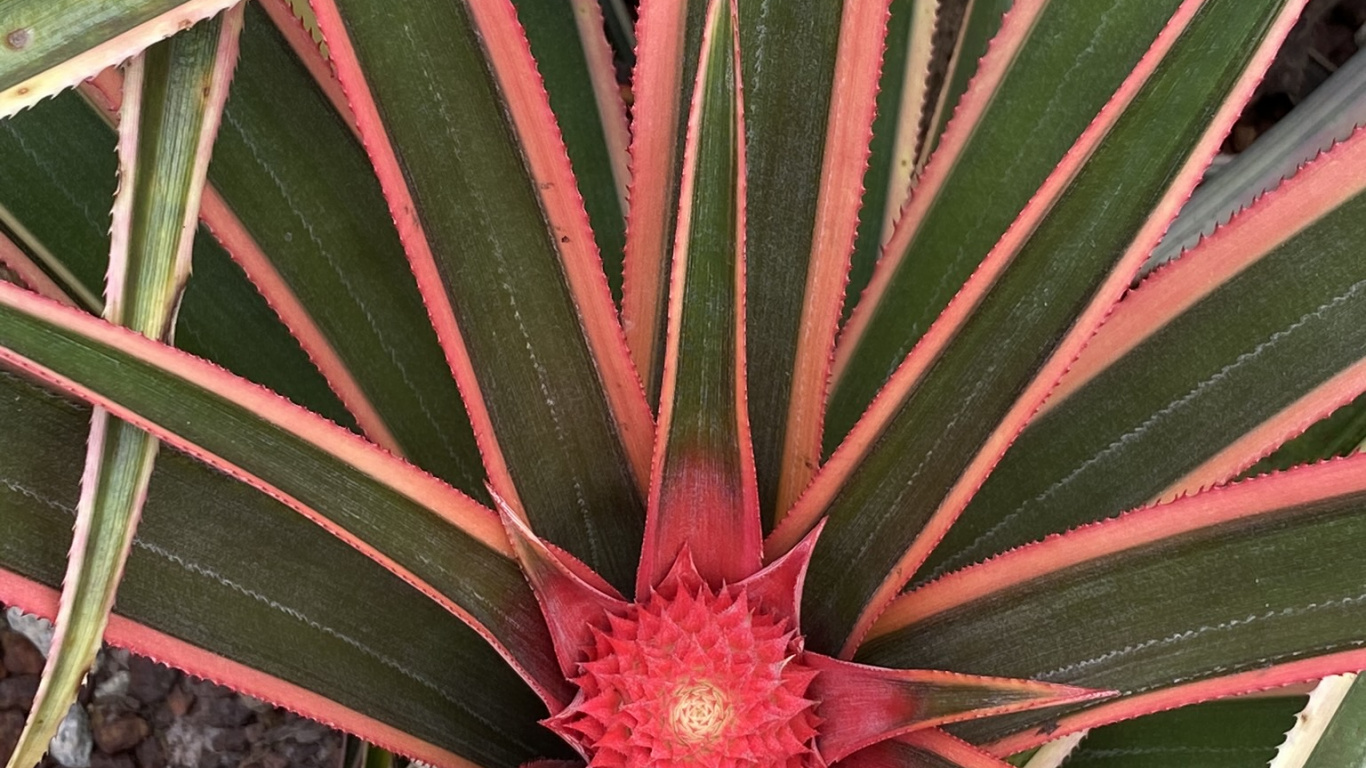 Flora, Blatt, Pflanzen-Stammzellen, Bromelien, Natur. Wallpaper in 1366x768 Resolution