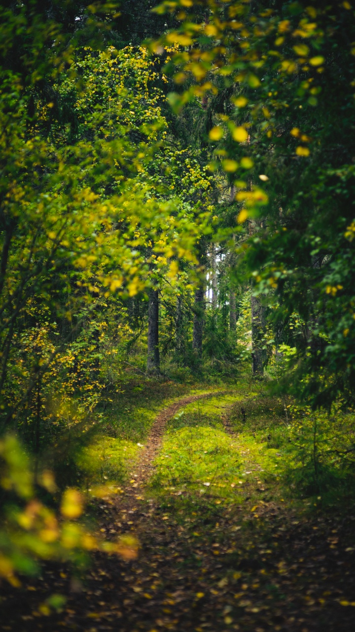 Naturaleza, Wisgoon - Red Social, Bosque, La Gente en la Naturaleza, Paisaje Natural. Wallpaper in 720x1280 Resolution