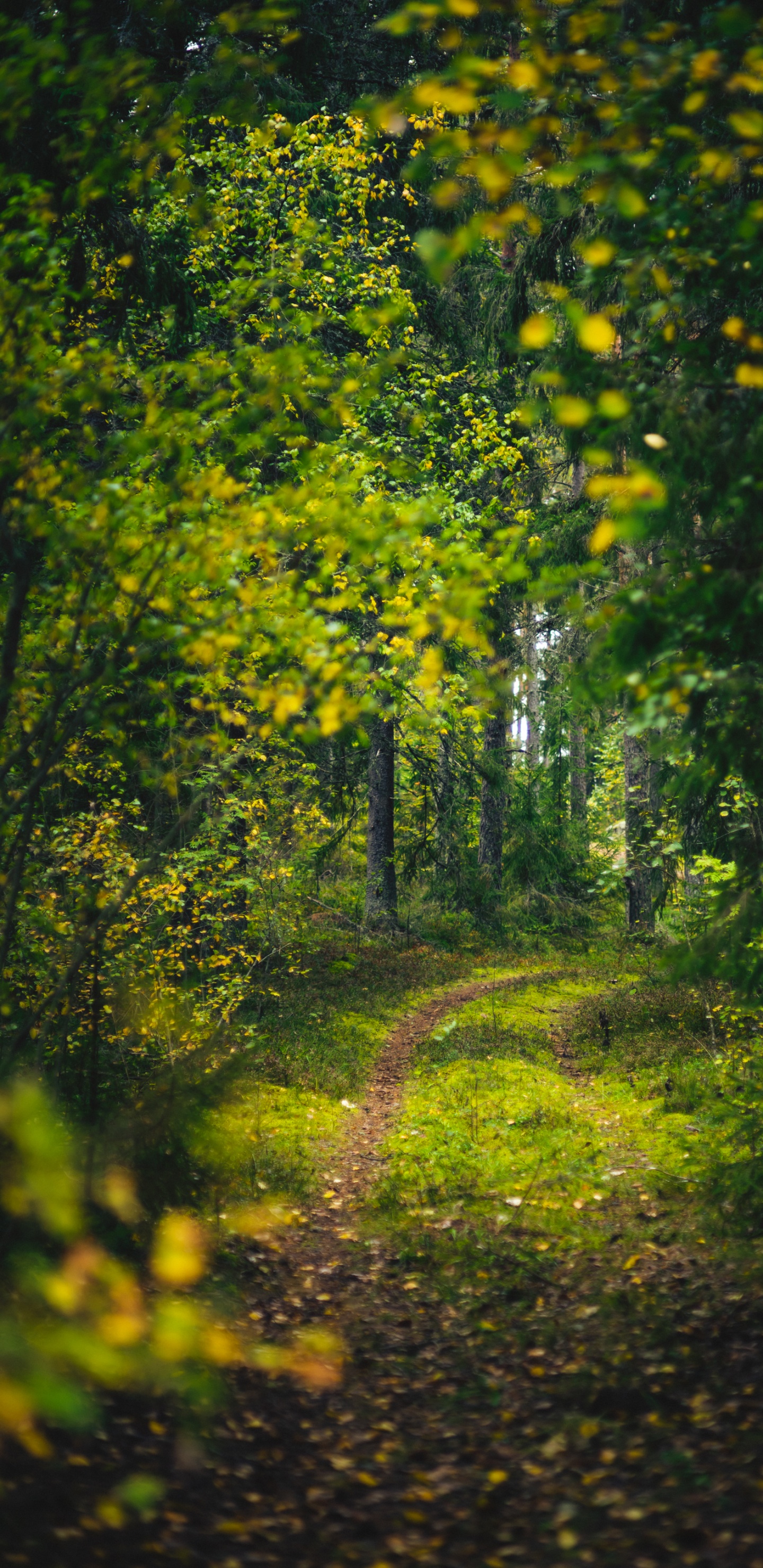 Nature, Forêt, Wisgoon - Réseau Social, Woodland, Les Gens Dans la Nature. Wallpaper in 1440x2960 Resolution