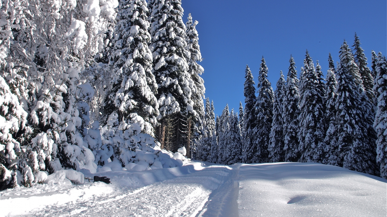 Snow Covered Pine Trees During Daytime. Wallpaper in 1280x720 Resolution