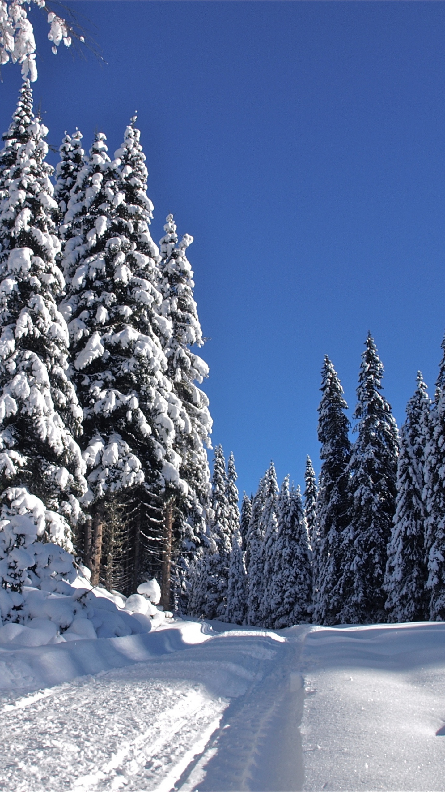 Snow Covered Pine Trees During Daytime. Wallpaper in 1440x2560 Resolution