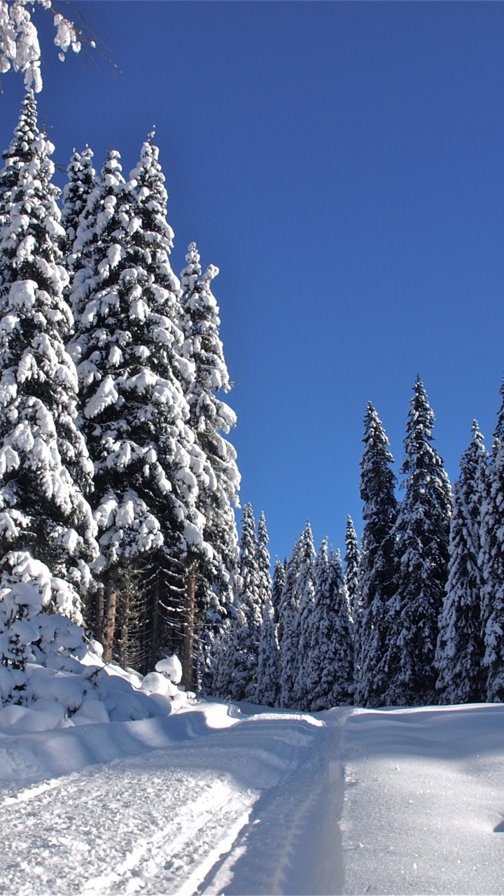 Snow Covered Pine Trees During Daytime. Wallpaper in 720x1280 Resolution