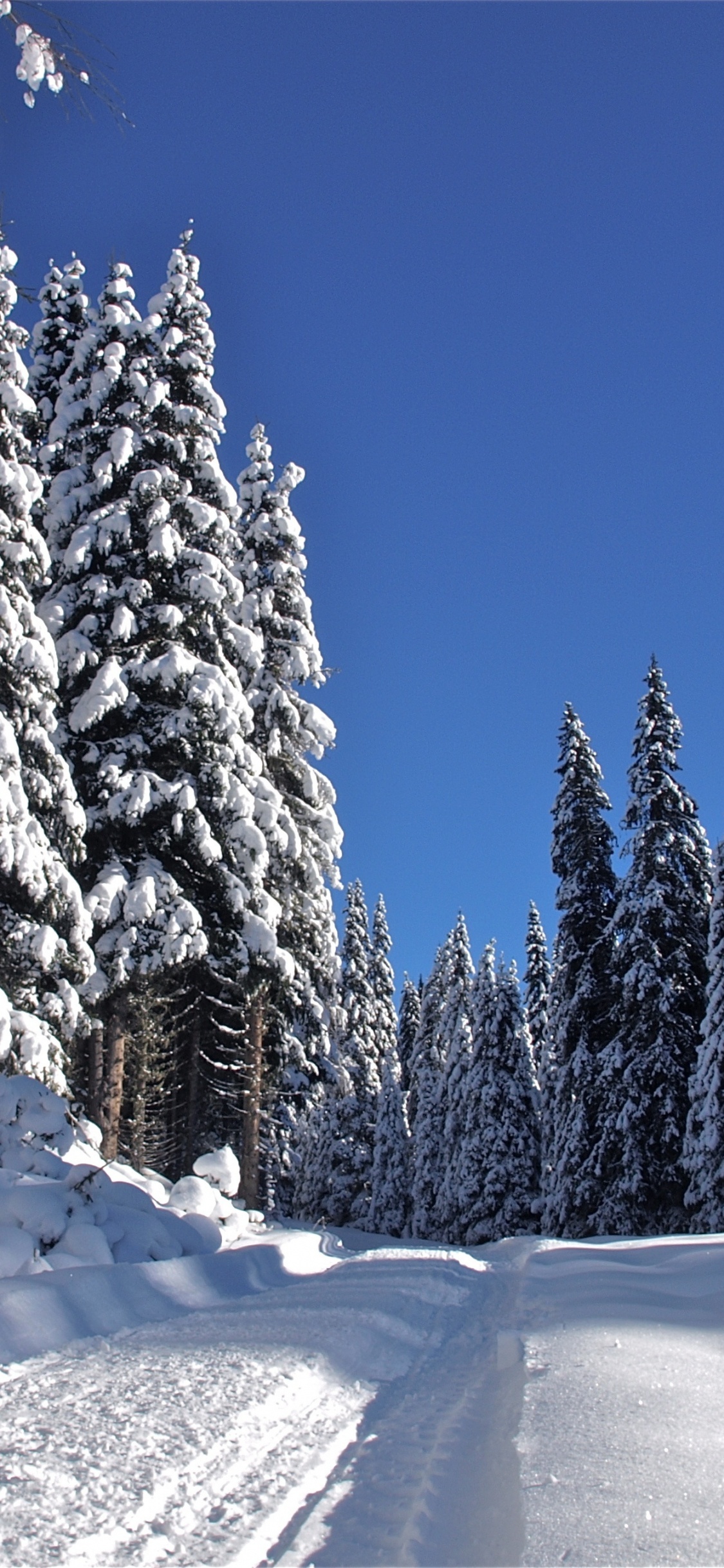 Pinos Cubiertos de Nieve Durante el Día. Wallpaper in 1125x2436 Resolution