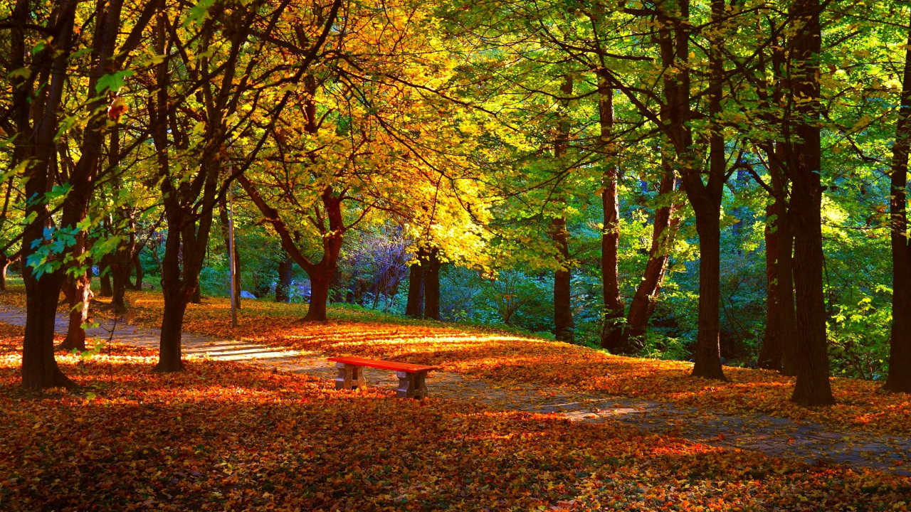 Arbres Bruns et Verts Pendant la Journée. Wallpaper in 1280x720 Resolution