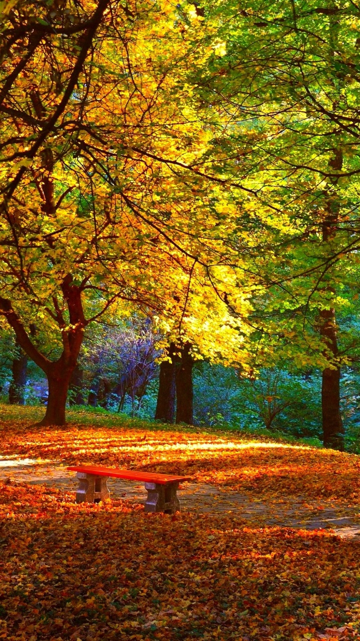 Árboles Marrones y Verdes Durante el Día. Wallpaper in 720x1280 Resolution