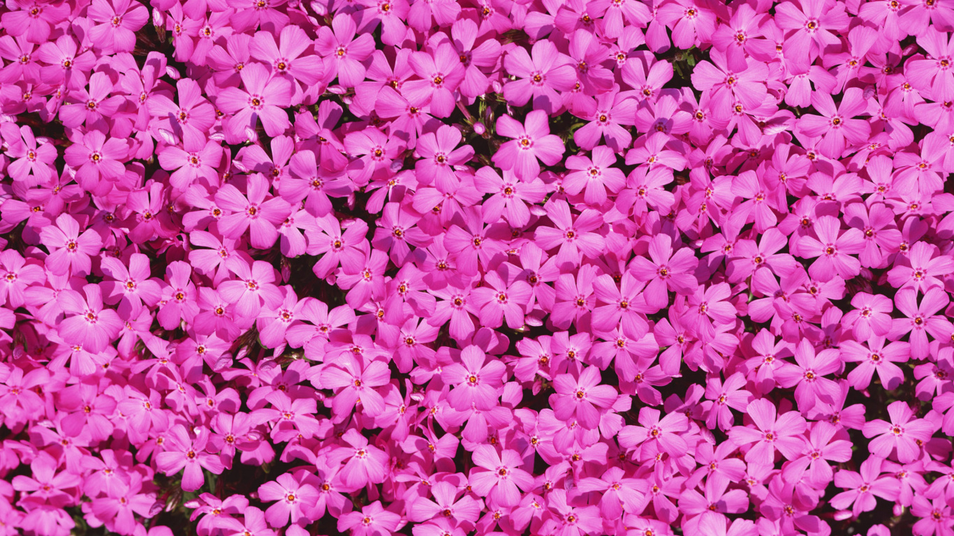Pink and White Flower Petals. Wallpaper in 1366x768 Resolution