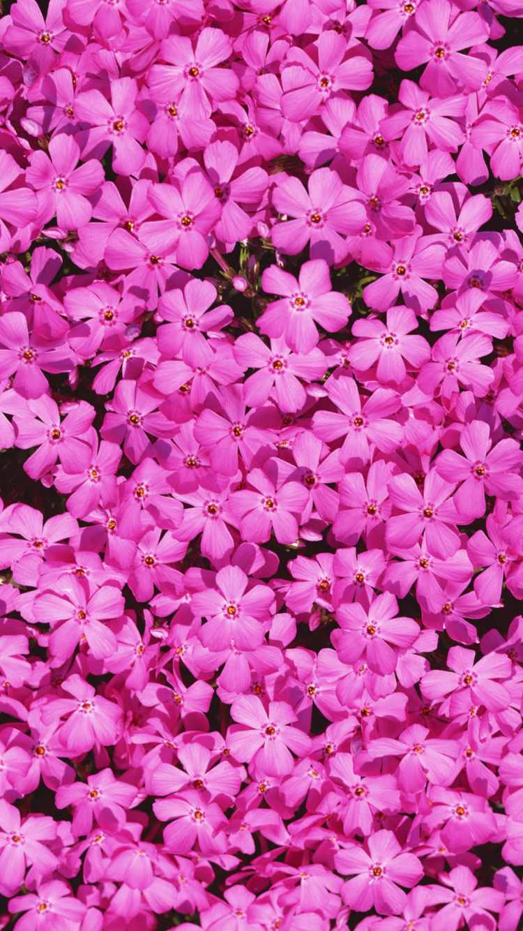 Pink and White Flower Petals. Wallpaper in 750x1334 Resolution