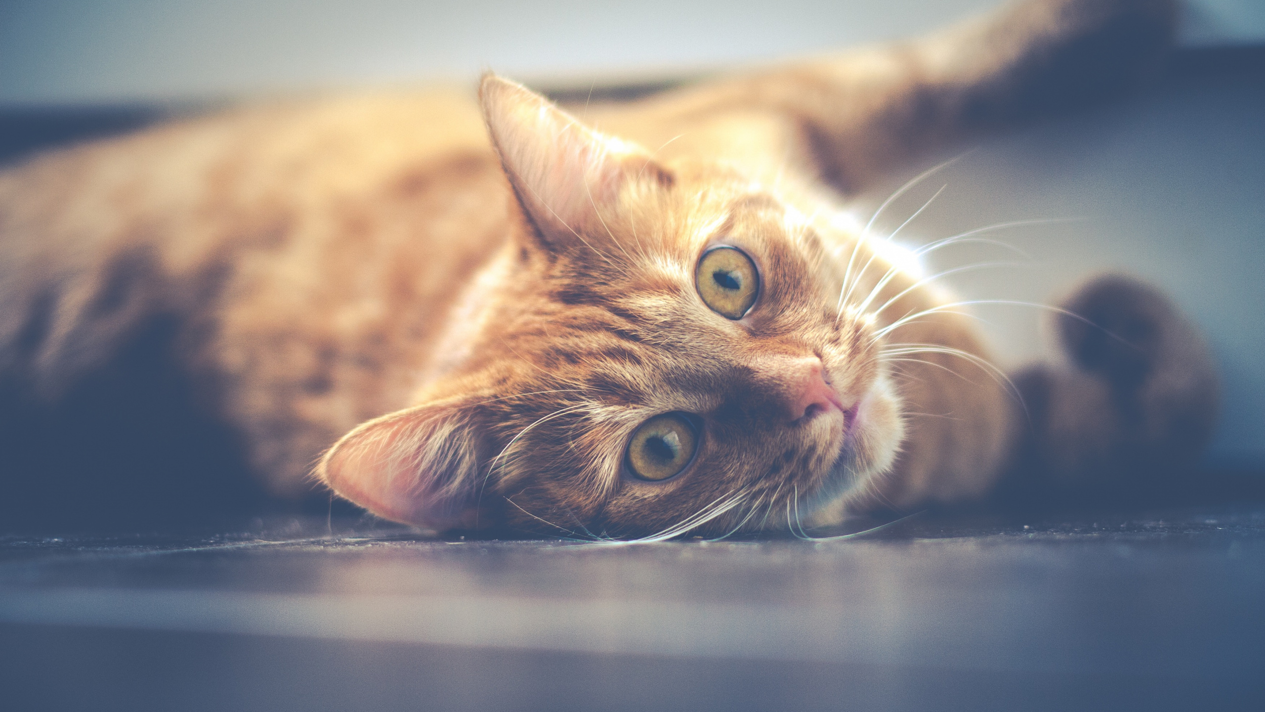 Orange Tabby Cat Lying on Floor. Wallpaper in 2560x1440 Resolution