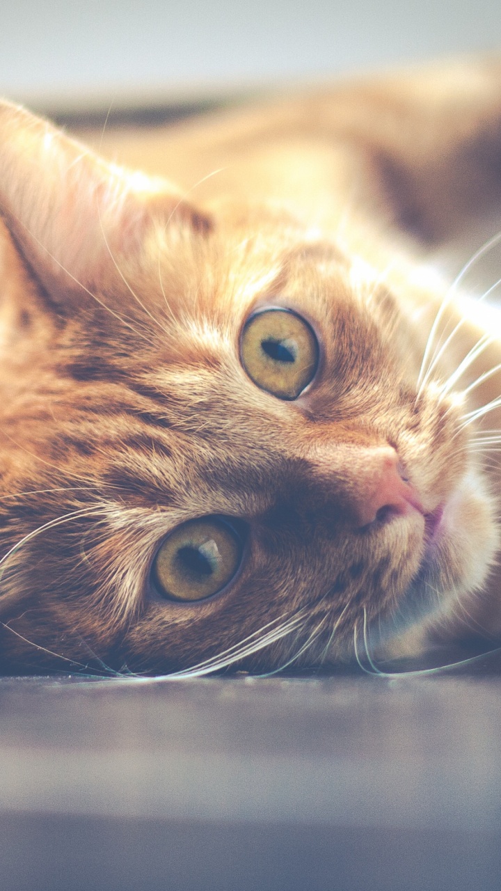 Orange Tabby Cat Lying on Floor. Wallpaper in 720x1280 Resolution
