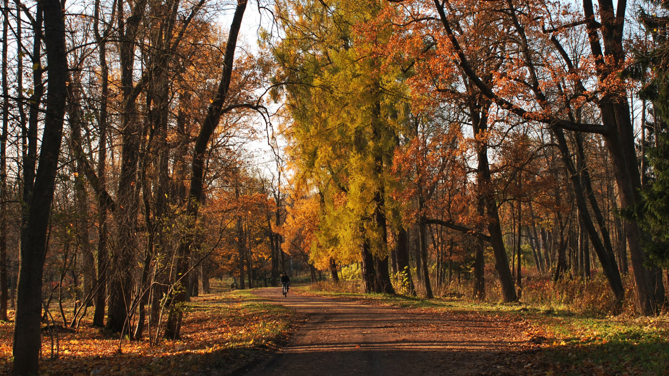 Brown Trees on Brown Field During Daytime. Wallpaper in 1366x768 Resolution