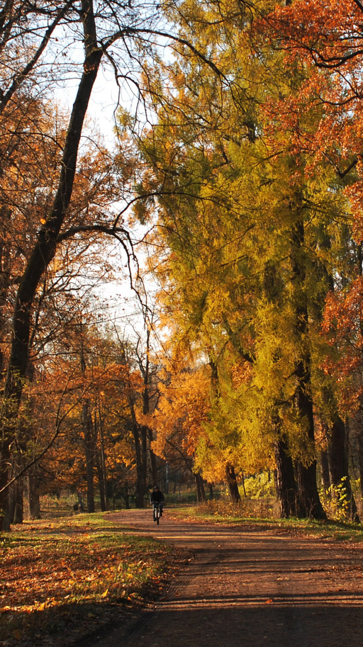 Brown Trees on Brown Field During Daytime. Wallpaper in 750x1334 Resolution