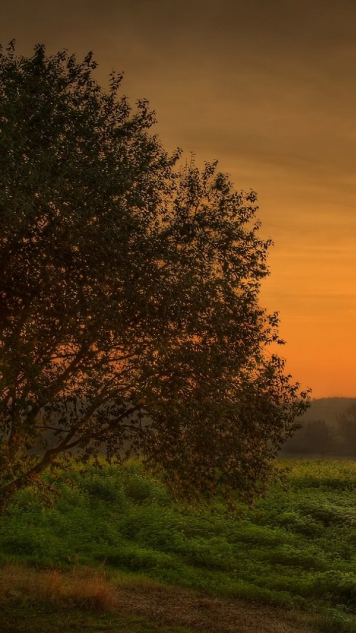 Champ D'herbe Verte Avec Des Arbres Pendant le Coucher du Soleil. Wallpaper in 720x1280 Resolution