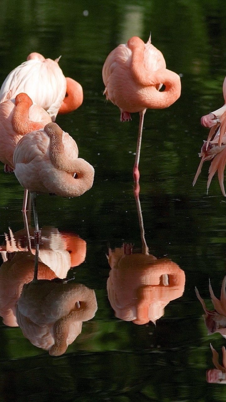 Flamencos Rosados en el Agua Durante el Día. Wallpaper in 720x1280 Resolution