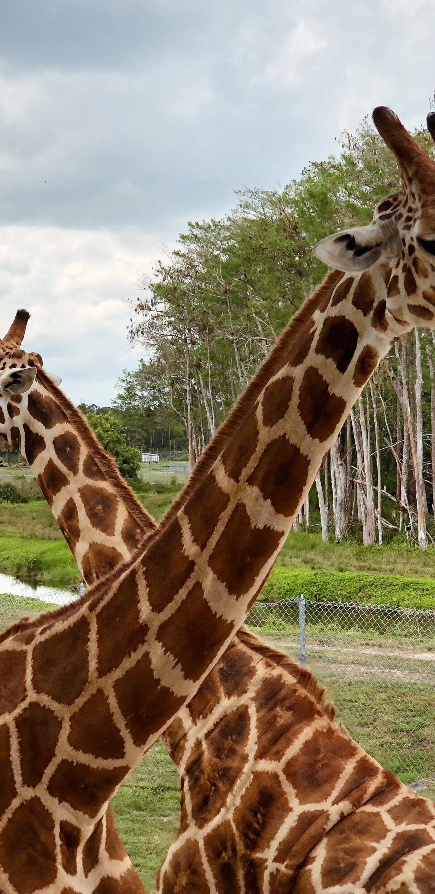 Girafe, Pour Les Animaux Terrestres, Nature, Végétation, Giraffidae. Wallpaper in 1440x2960 Resolution