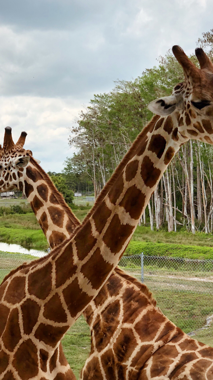 Girafe, Pour Les Animaux Terrestres, Nature, Végétation, Giraffidae. Wallpaper in 750x1334 Resolution