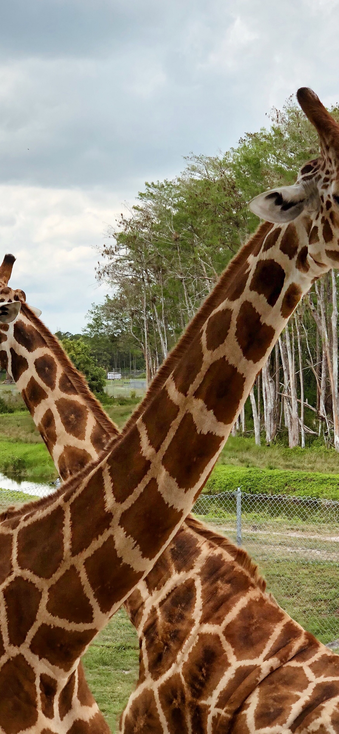 Giraffe, Los Animales Terrestres, Naturaleza, la Vegetación, Giraffidae. Wallpaper in 1125x2436 Resolution