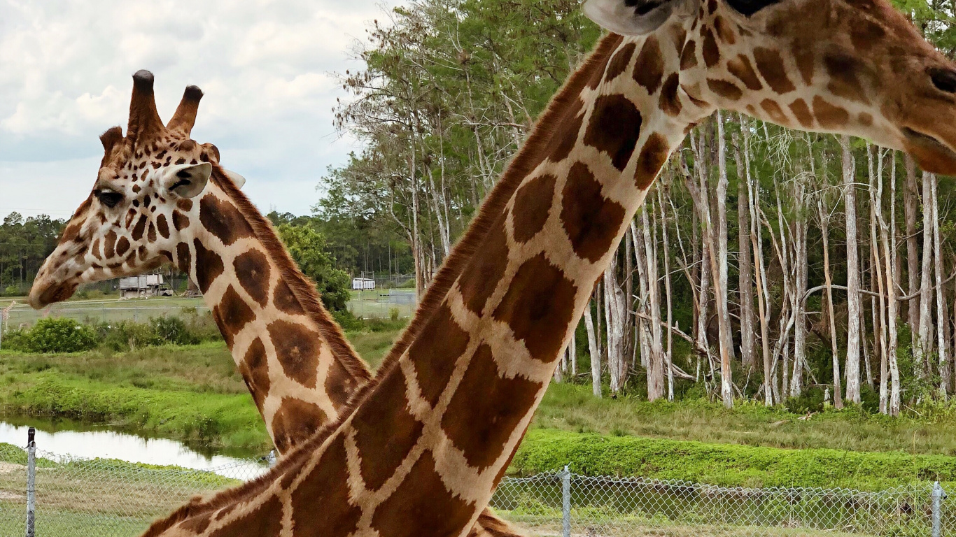 Giraffe, Terrestrische Tier, Natur, Vegetation, Giraffidae. Wallpaper in 1366x768 Resolution