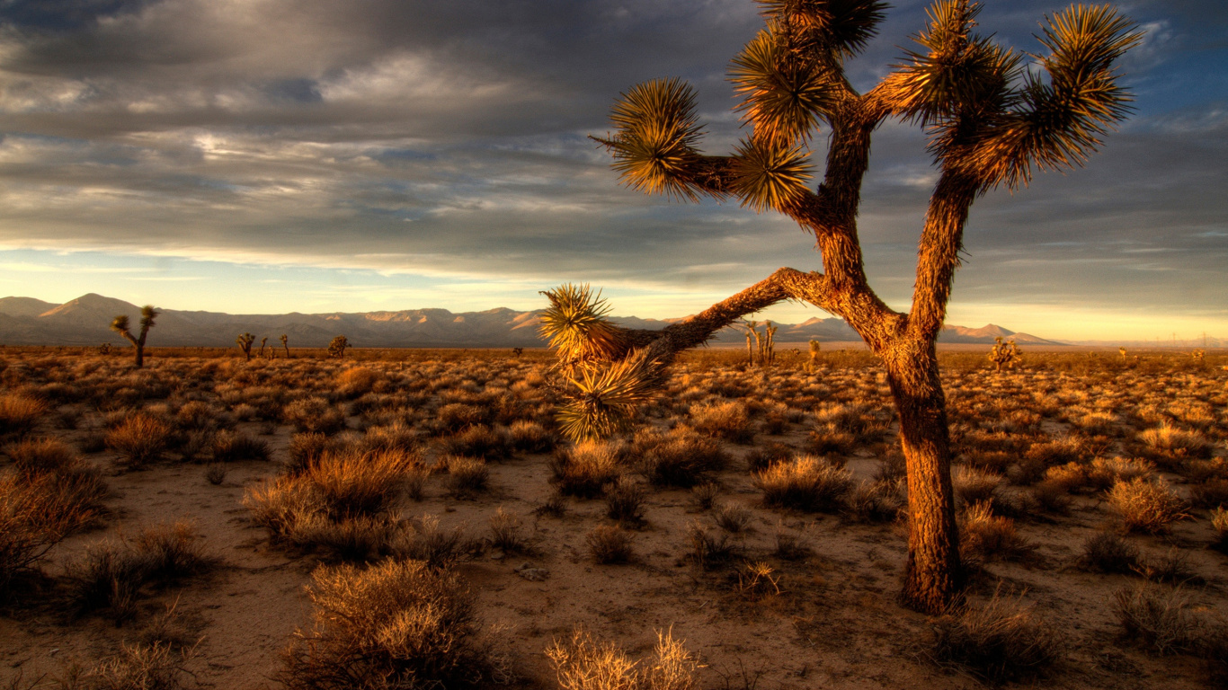 Brown Leafless Tree on Green Grass Field Under Cloudy Sky During Daytime. Wallpaper in 1366x768 Resolution