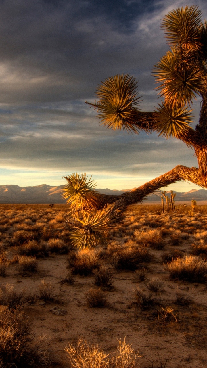 Árbol Sin Hojas Marrón en el Campo de Hierba Verde Bajo un Cielo Nublado Durante el Día. Wallpaper in 720x1280 Resolution